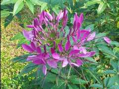 201302 Chiang Mai30